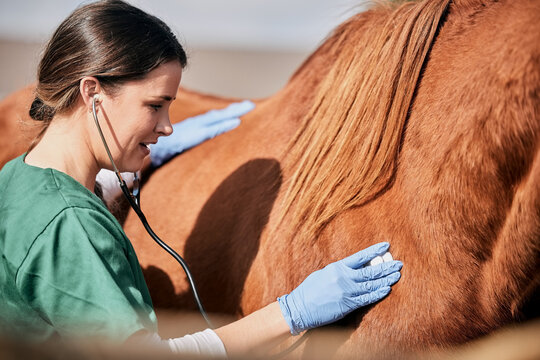 fly control for senior horses