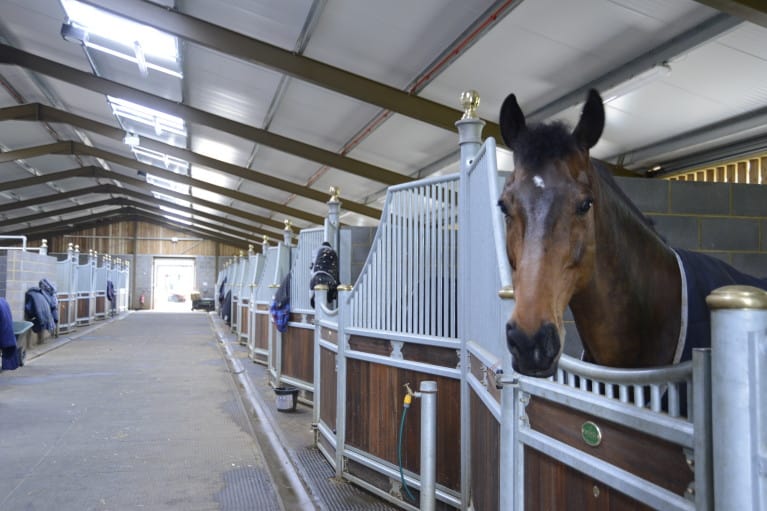 when to call a vet for senior horse