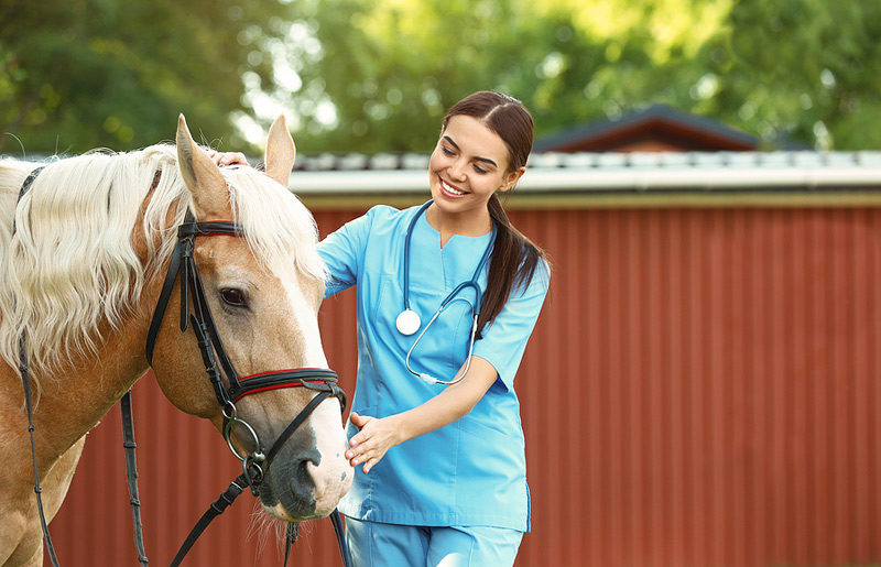 senior horse behavior changes