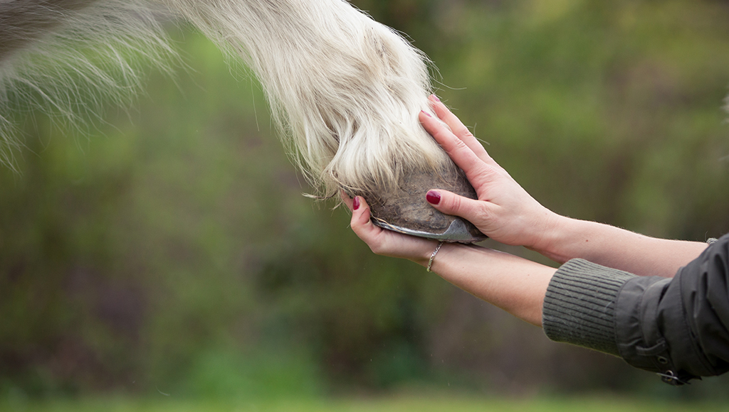 balanced diet for horses Balanced Diet for Horses: Essential Nutrition Tips