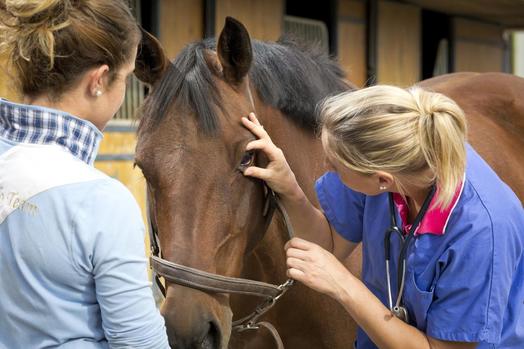 daily hoof inspection guide Daily Hoof Inspection Guide: Spotting Problems Early
