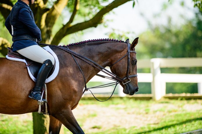 daily horse observation tips Daily Horse Observation Tips for Better Equine Care