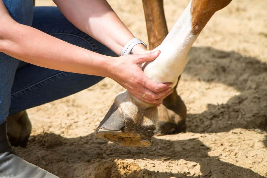 equine emergency preparedness Equine Emergency Preparedness: Be Ready for Anything