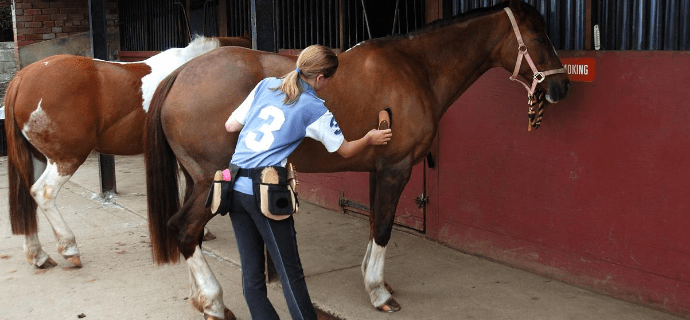 essential horse care tasks Essential Horse Care Tasks to Keep Your Equine Thriving