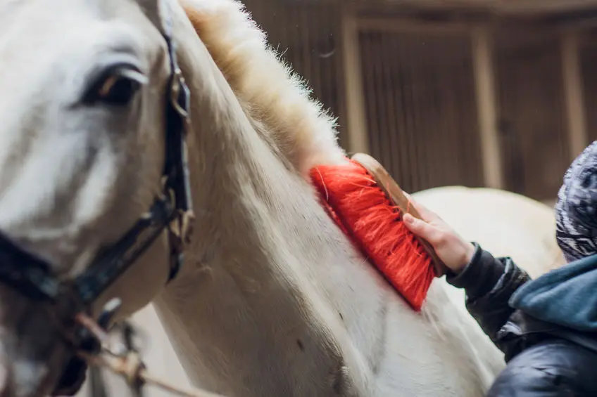 groundwork exercises for horses Groundwork Exercises for Horses: Build a Strong Bond