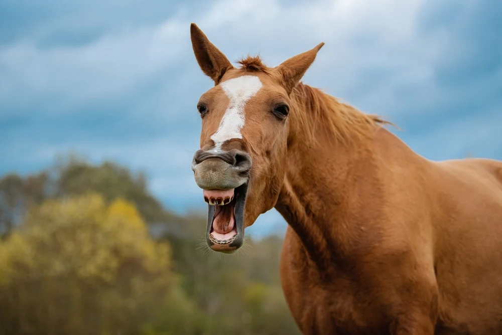 herbal conditioning spray for horses Herbal Conditioning Spray for Horses for Coat and Mane Health