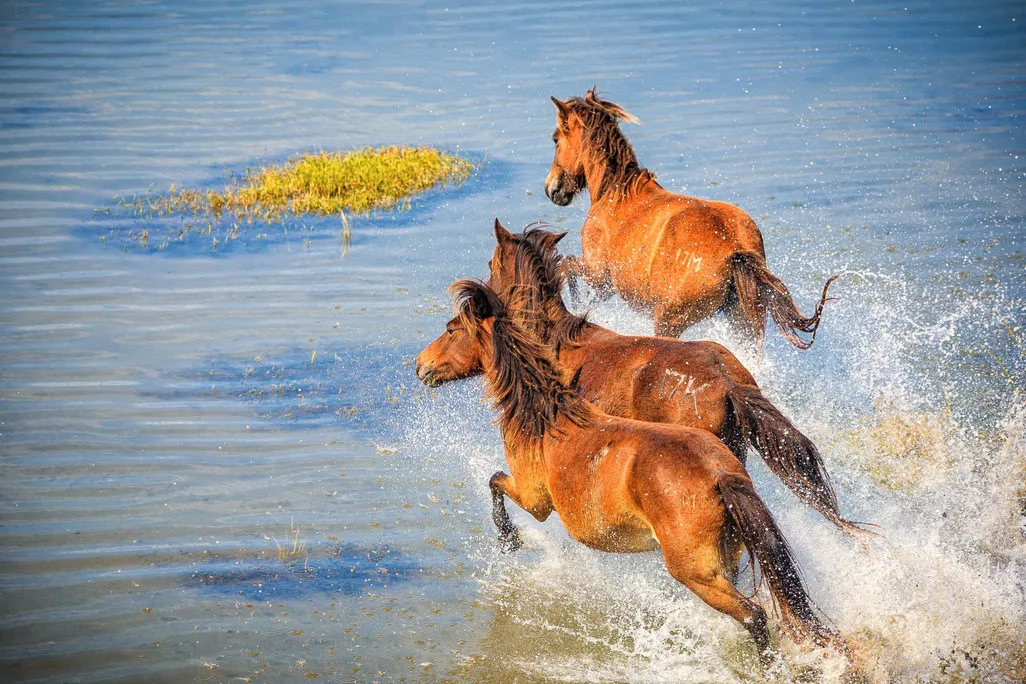 herbal detox for equine liver Herbal Detox for Equine Liver for Cleansing and Vitality