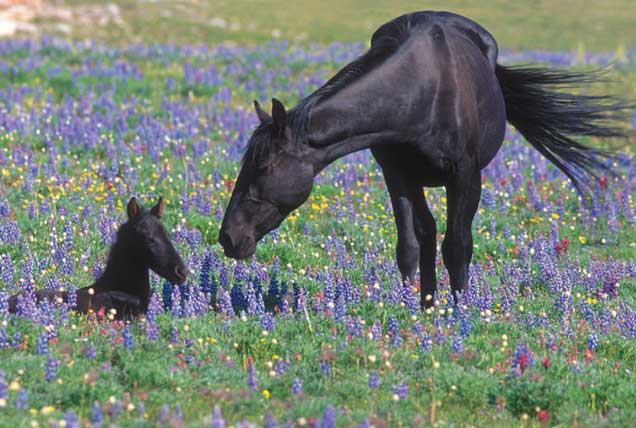 herbal detox for equine liver Herbal Detox for Equine Liver for Cleansing and Vitality