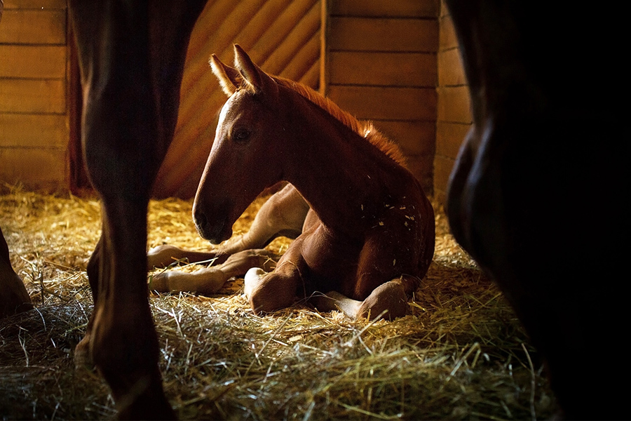 herbal energy boosters for performance horses Herbal Energy Boosters for Performance Horses for Stamina