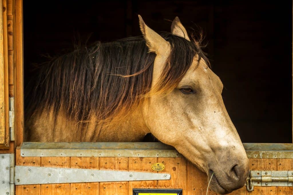 herbal remedies for summer sores Herbal Remedies for Summer Sores in Horses for Healing
