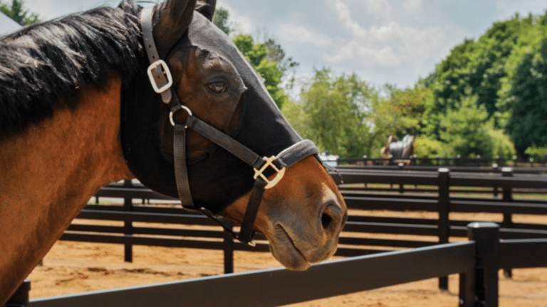 herbal remedies for summer sores Herbal Remedies for Summer Sores in Horses for Healing