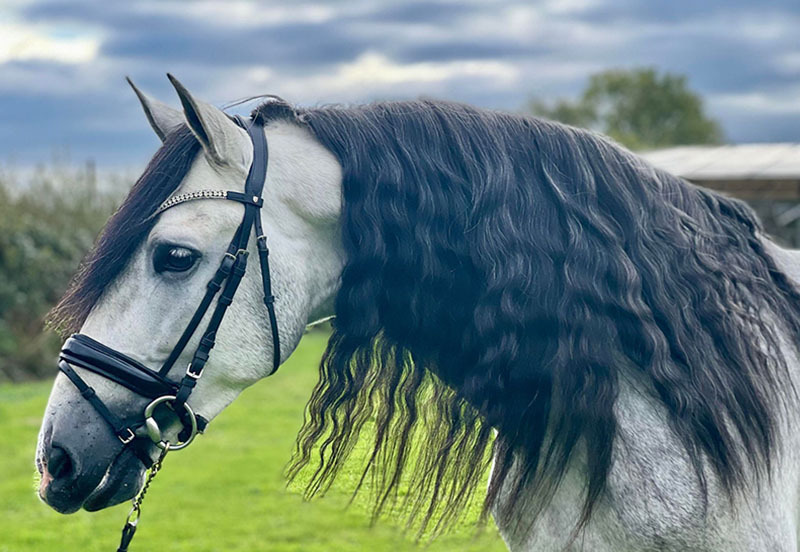 holistic approach to horse wellness Holistic Approach to Horse Wellness for Full-Body Health