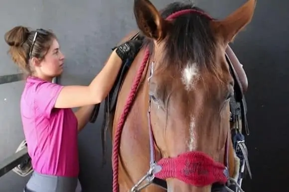 horse bedding management Horse Bedding Management: Keep Stalls Clean and Dry