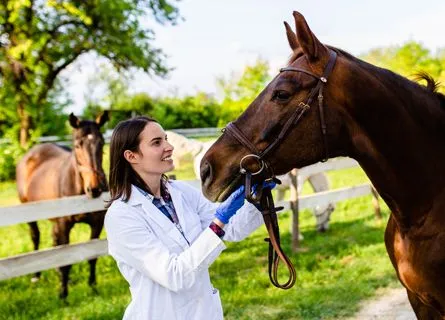 horse care responsibilities explained Horse Care Responsibilities Explained: What It Takes