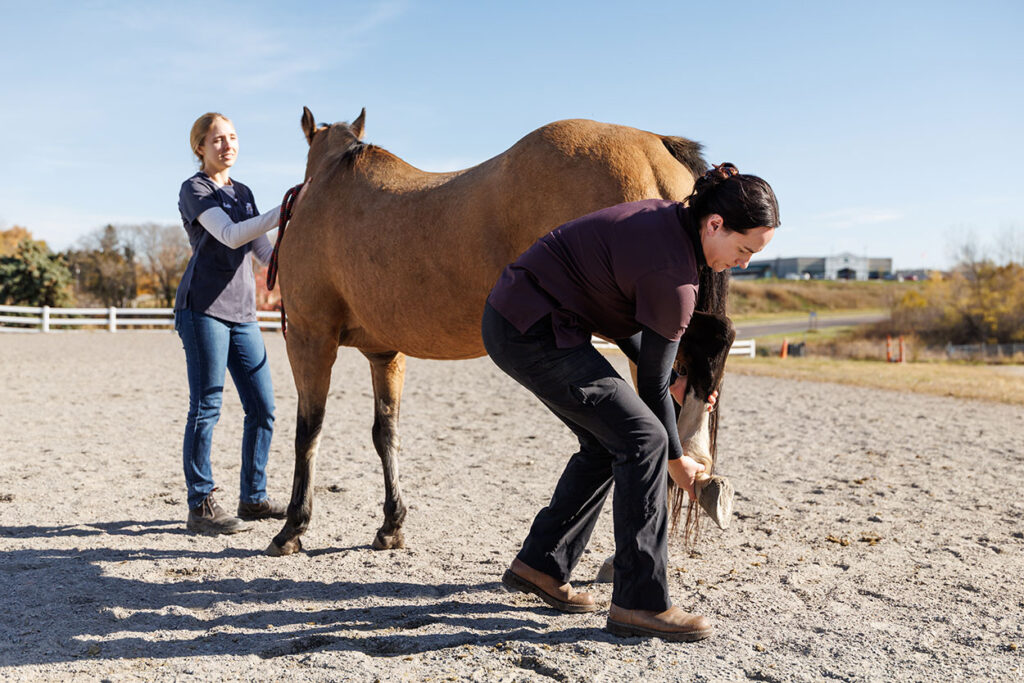 horse care throughout the seasons Horse Care Throughout the Seasons: Year-Round Guide
