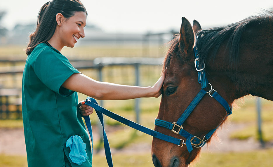 horse feeding schedule Horse Feeding Schedule: Timing for Optimum Health