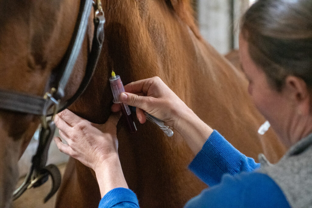horse grooming routine Horse Grooming Routine: Steps for a Clean, Shiny Coat