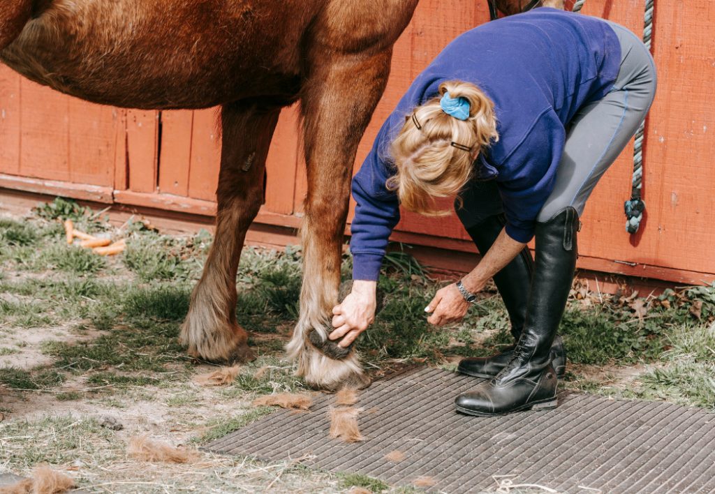 horse shelter requirements Horse Shelter Requirements: Safe Run-ins and Stalls