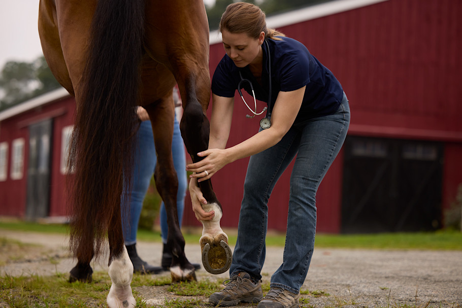 horse skin care tips Horse Skin Care Tips: Treat and Prevent Irritation