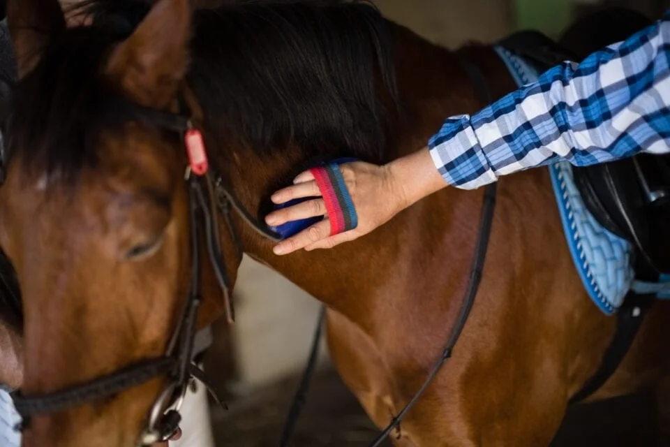 importance of routine in horse care Importance of Routine in Horse Care: Why Timing Matters