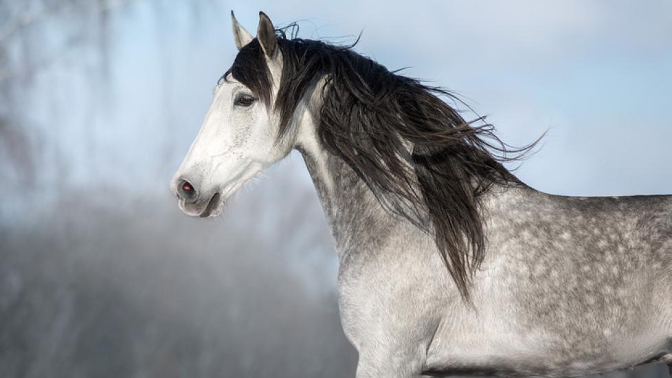 natural remedies for bug bites on horses Natural Remedies for Bug Bites on Horses for Skin Relief