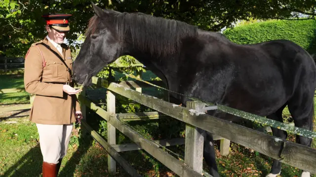 natural remedies for bug bites on horses Natural Remedies for Bug Bites on Horses for Skin Relief