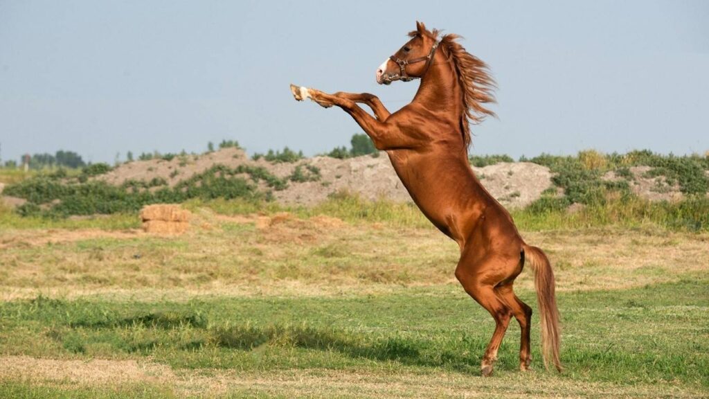 natural remedies for flies on horses Natural Remedies for Flies on Horses for Chemical-Free Control