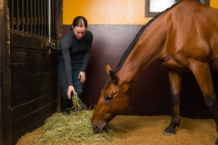 natural remedies for horse colic Natural Remedies for Horse Colic for Gentle, Safe Relief