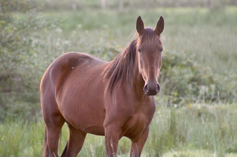 natural ways to hydrate horses Natural Ways to Hydrate Horses for Optimal Health