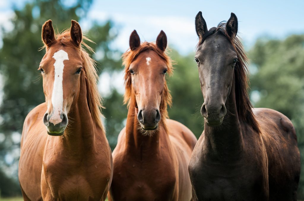 natural ways to hydrate horses Natural Ways to Hydrate Horses for Optimal Health