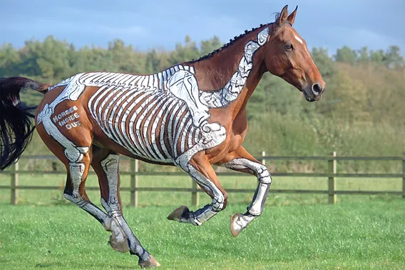 probiotics for horses naturally Probiotics for Horses Naturally for Improved Digestive Balance