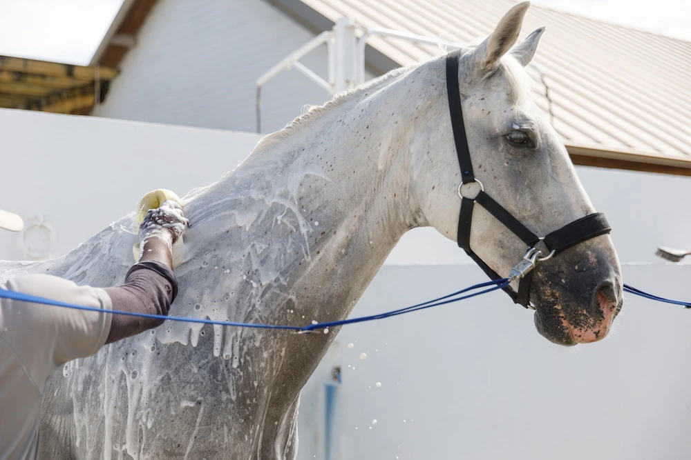 safe horse leading techniques Safe Horse Leading Techniques: Essential Ground Rules