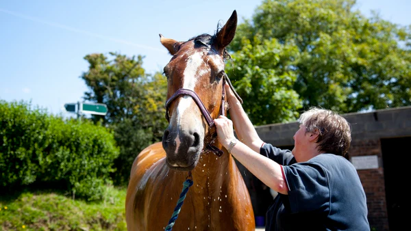understanding horse care fundamentals Understanding Horse Care Fundamentals: Core Principles