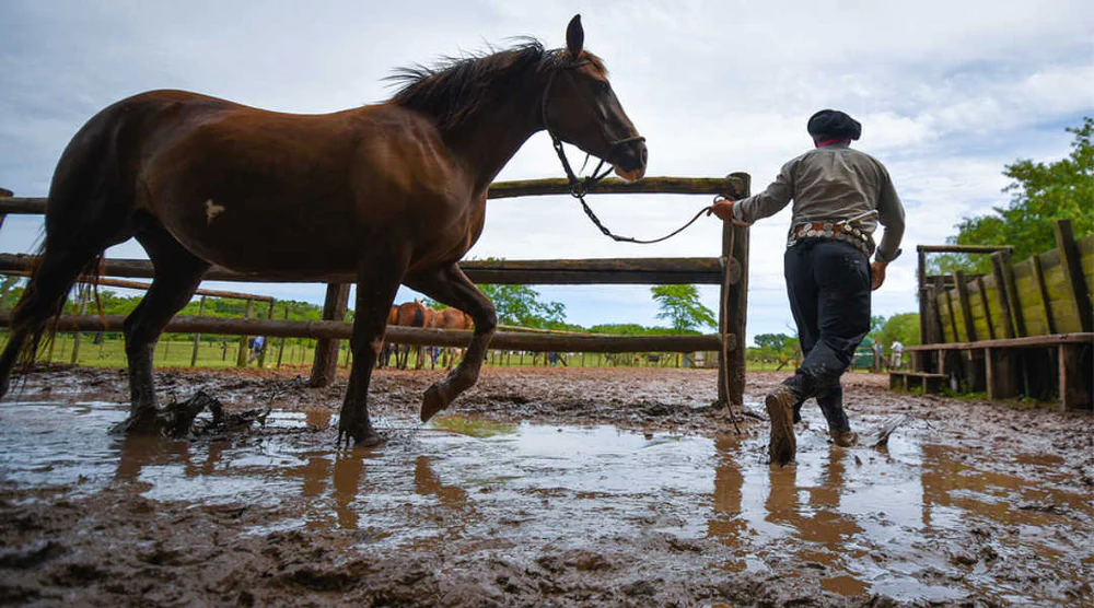 winter horse care tips Winter Horse Care Tips: Keeping Your Equine Warm