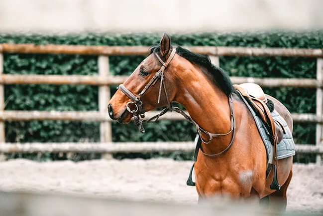 natural hoof care for horses Natural Hoof Care for Horses for Strong, Healthy Hooves