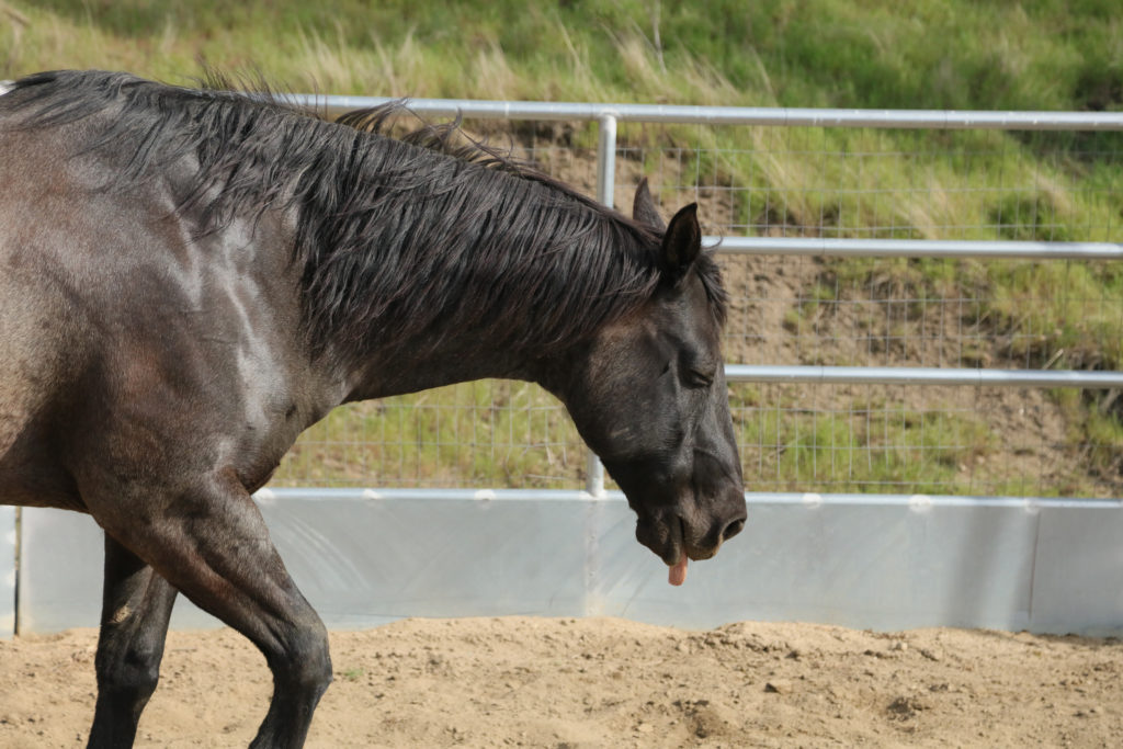 natural wound care for horses Natural Wound Care for Horses to Support Fast, Clean Healing